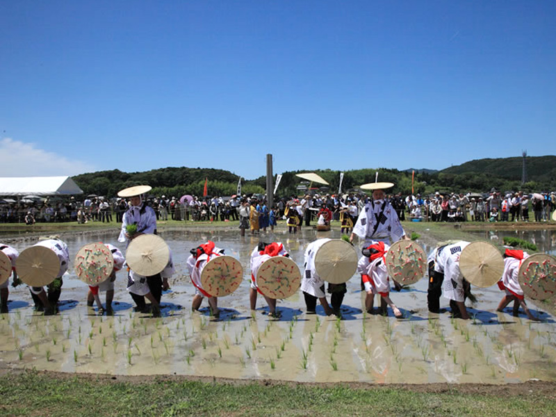 伊雑宮御田植祭